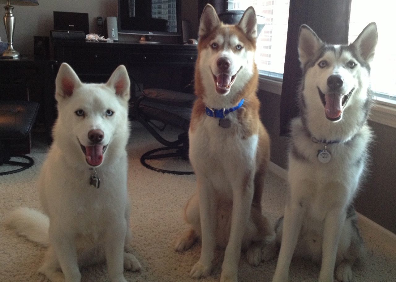 Pups